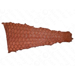 Parrot fish skin / 40x14cm