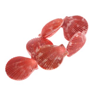 Shell scallop fan shape / 35mm