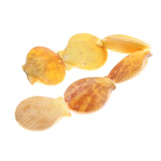 Muschel scallop fan shape / 35mm