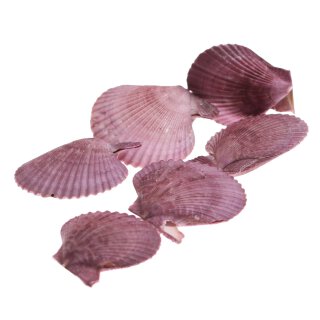 Shell scallop fan shape / 78mm