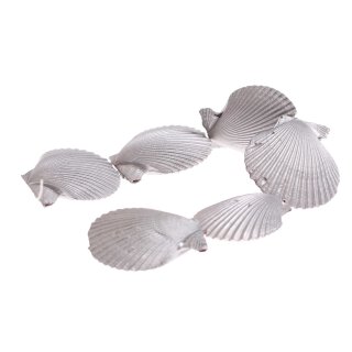 Shell scallop fan shape / 78mm