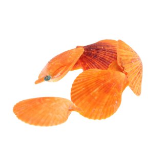 Muschel scallop fan shape / 78mm