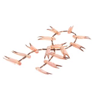 Shell crab Claw w resin / 45x12mm