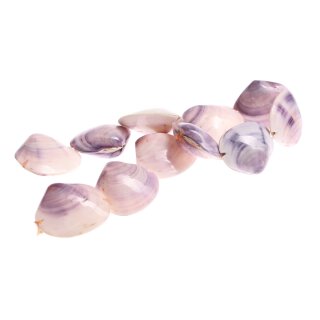 Muschel clam fan shape / 40x35 mm