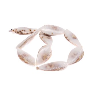 Shell cowrie teardrop  / 50x20x10mm
