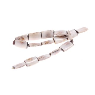 Muschel cowrie flat square / 28x16x7mm