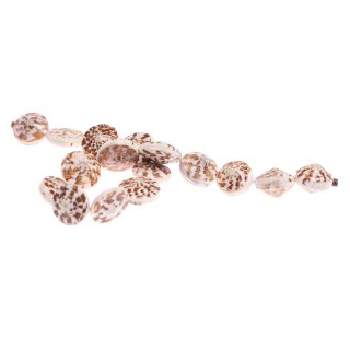 Shell conus head round acob / 25x14mm