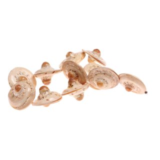 Muschel conus head round acob / 40x25mm