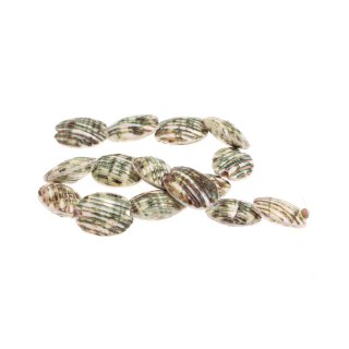 Muschel turbo  oval acob / 30x24x14mm