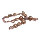 Muschel conus acob / 20x20x10mm