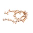 Shell cowrie half cut / 15x10mm