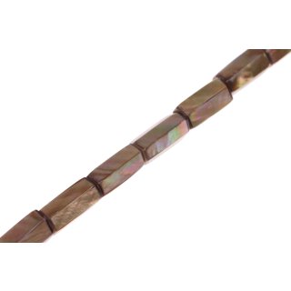 Shell brownlip cylinder   / 30x15mm
