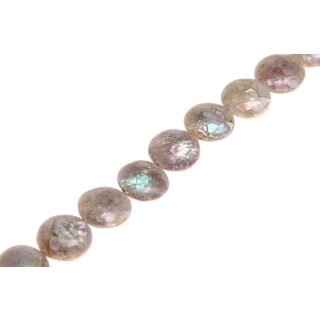 Muschel troca  ufo cracking / 25mm