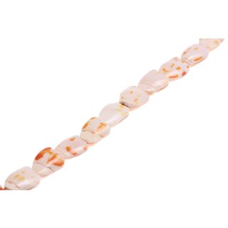 Muschel conus heart   / 30mm