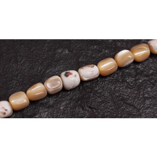 Muschel troca  irregular / 10mm