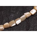 Muschel troca  irregular / 10mm