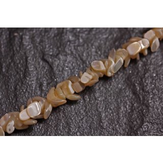 Muschel troca  irregular / 5mm