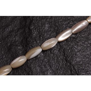 Muschel troca  oval   / 10mm