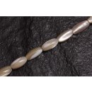 shell troca  oval   / 10mm