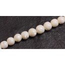 Shell troca  round beads graduated / 12mm