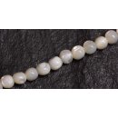 Shell troca  round beads   / 6mm