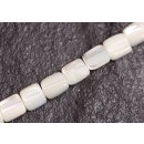 Muschel troca  flat square / 8mm