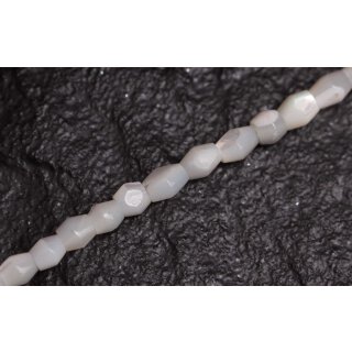 Muschel troca  double cone   / 4mm