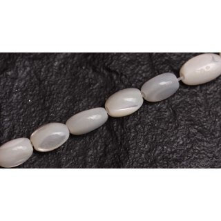 Muschel troca  oval   / 10mm