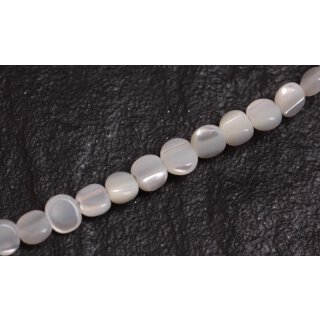 Muschel troca  flat round / 5mm