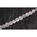 Shell troca  flat round / 5mm