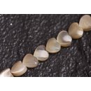 Muschel troca  heart   / 5mm