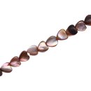Shell brownlip heart   / 5mm