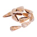 Muschel conus teardrop   / 38x18 mm
