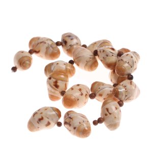 Muschel conus acob / 18x25mm