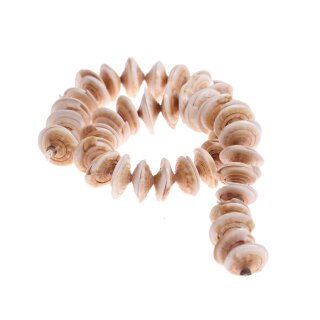 Muschel conus half cut / 20mm *