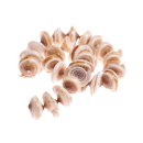 Muschel conus half cut / 25mm *