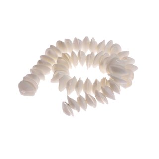 Shell caycay half cut / 15mm