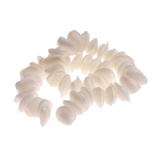 Muschel caycay half cut / 22mm *