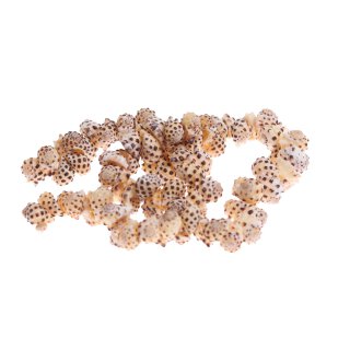 Shell drupa whole / 15mm