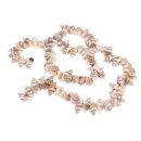 Shell vexillum plicarium whole / 12mm