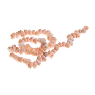 Shell nassarius arcularius whole / 10mm