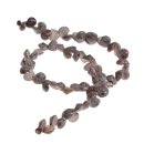 Muschel monodonta canalifera whole / 10mm