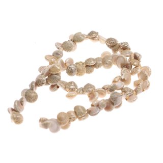 Muschel monodonta canalifera whole / 10mm *