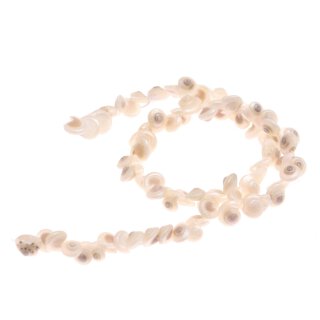 Shell monodonta canalifera whole / 10mm