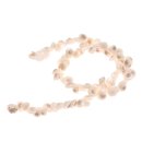 Shell monodonta canalifera whole / 10mm