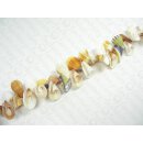 Muschel Conus trumpet natural ca. 20-30mm