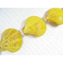 Shell Scallop fan shape yellow ca.55mm
