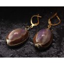 Cowrie Shell Earrings with Lever Back Gold 28mm