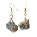 Green Turbo Shell Earrings with Shepherds Crook Gold 26mm