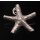 Sterling Silber Star Charm Pendant 25mm
